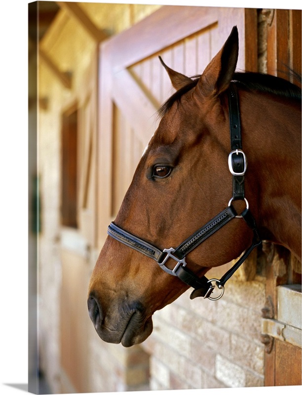 Side profile of horses head | Great Big Canvas