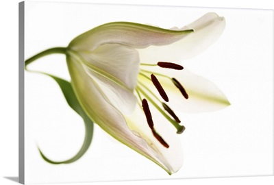 Side View of Single Lily Flower