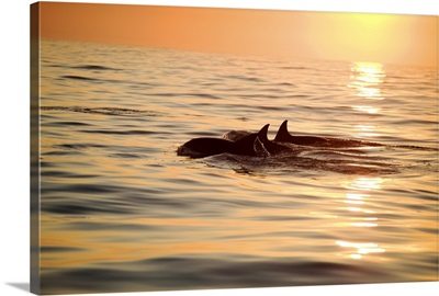 Silhouette of a pair of Bottlenose Dolphins