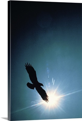 Silhouette of bald eagle flying in sky