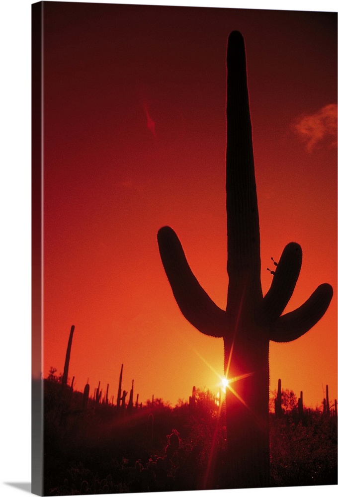 Silhouette of cactus at dusk , Saguaro National Park , Arizona