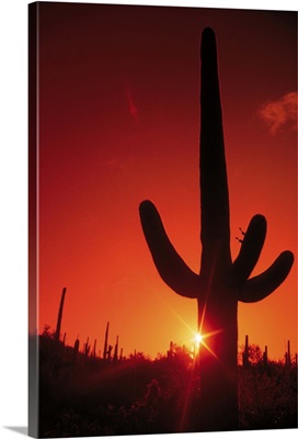 Silhouette of cactus at dusk, Saguaro National Park, Arizona