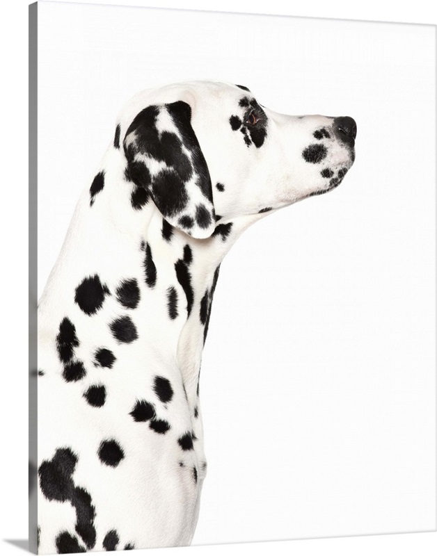 Silhouette of Dalmatian's face | Great Big Canvas