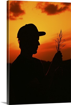 Silhouette of farmer holding oats at sunset