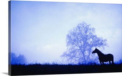 Silhouette of horse standing in meadow at dusk
