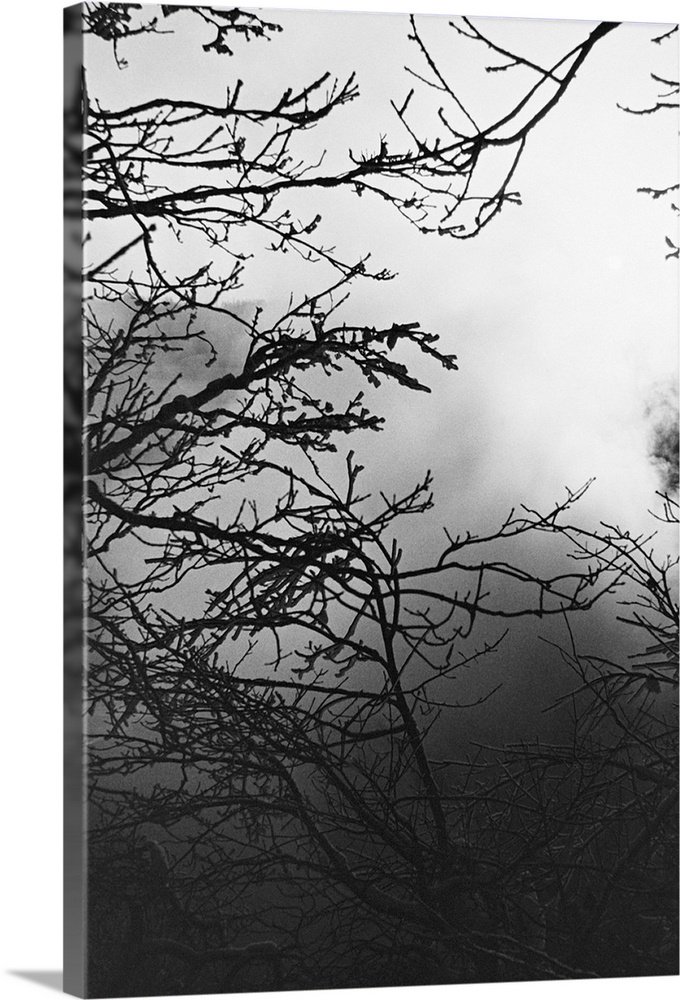 Silhouette of tree branches on foggy morning