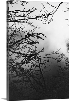 Silhouette of tree branches on foggy morning