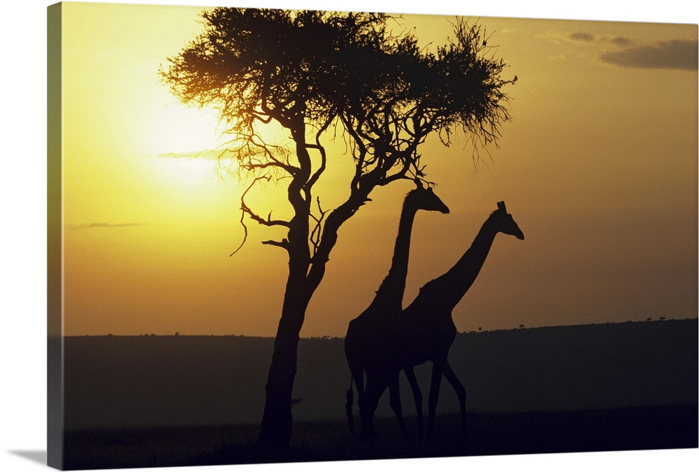 Photograph of giraffe profiles near a silhouetted tree at dusk.