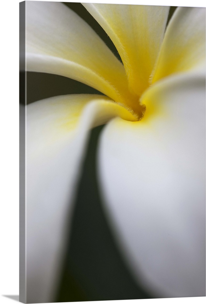 detail of the petals of a Singapore Frangipani in full bloom