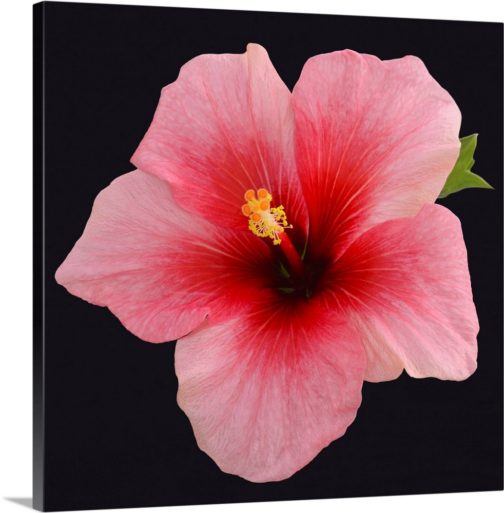 Hibiscus flower with petals that are dark red at the centre gently blending to red, then finally pink, on a black backgrou...