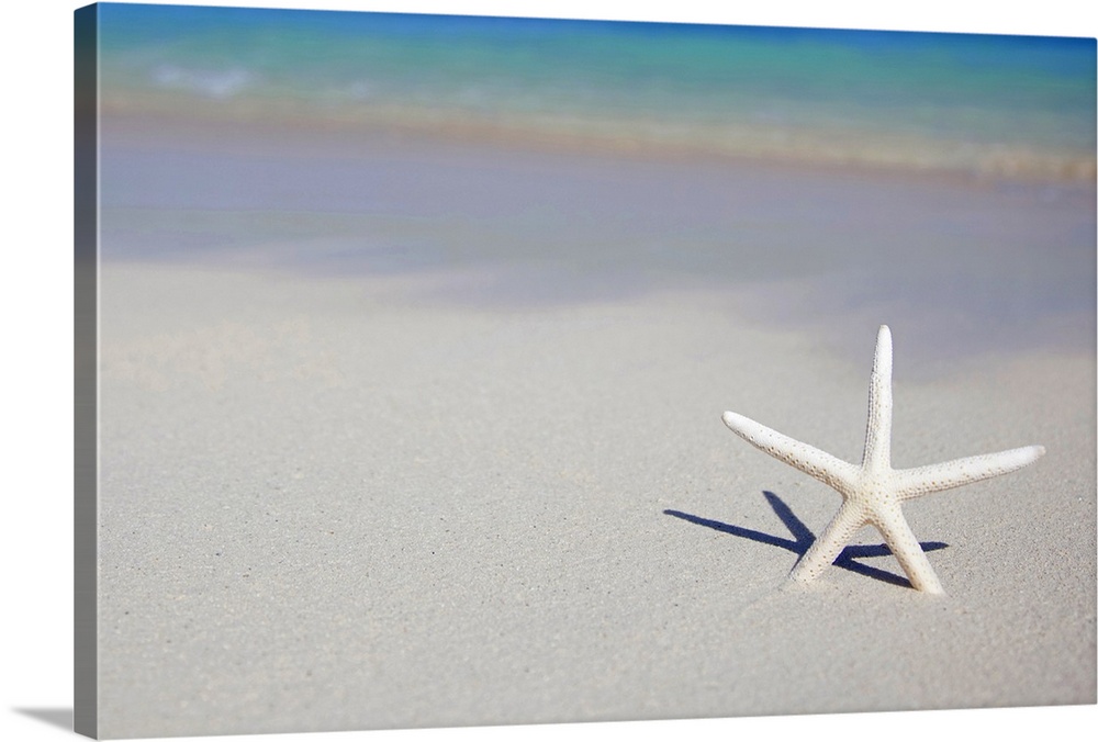 A thin starfish stands upright with two of its arms in the sand and the ocean just behind it.