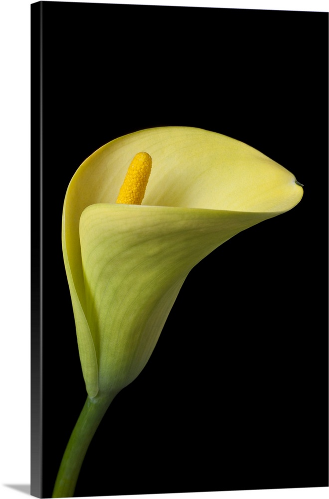 Single yellow calla lily