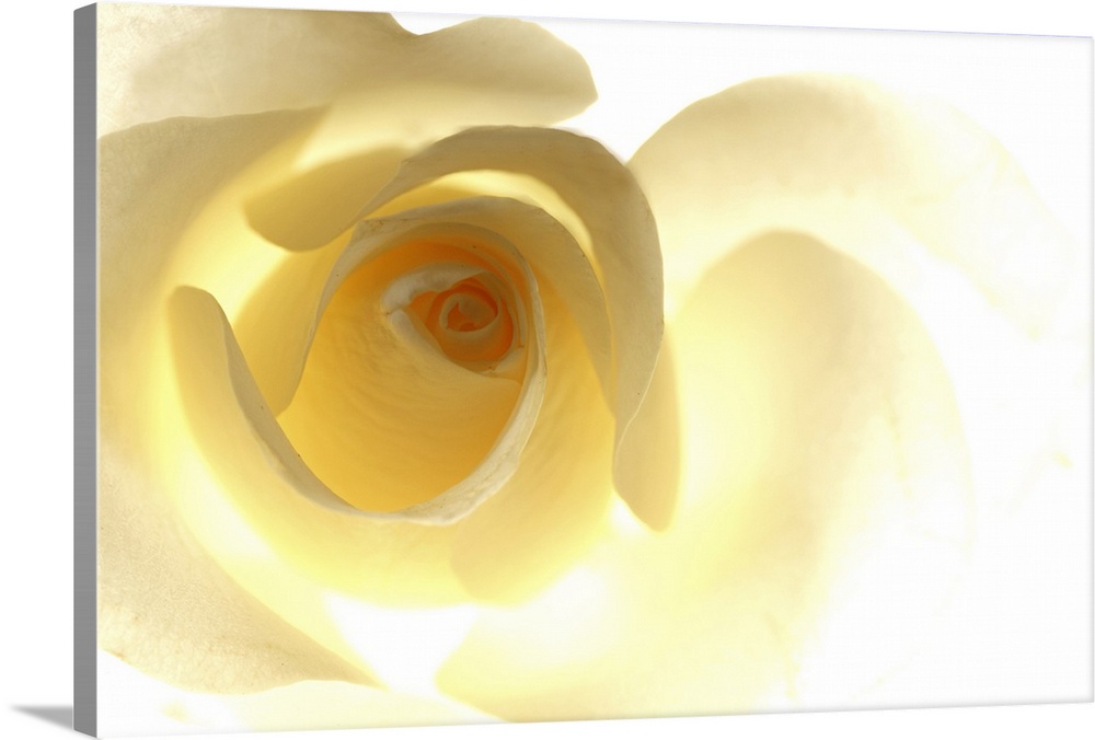 Big, horizontal close up photograph of a single yellow rose that is brightly lit from behind, causing it to fade into the ...