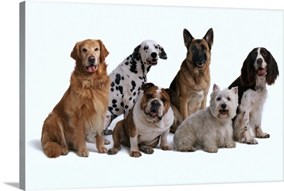 Six different breeds