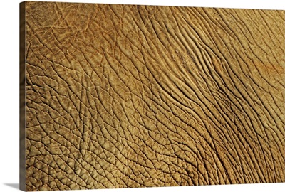 Skin of adult elephant skin.