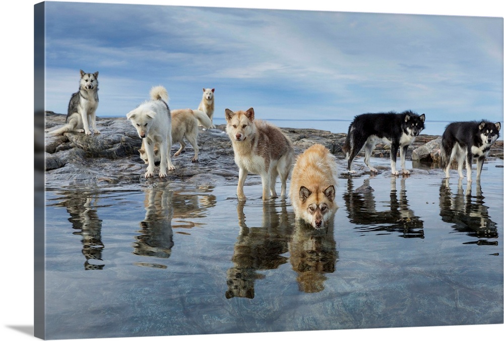 Canada, Nunavut Territory, Repulse Bay, Sled dogs standing along shore on Harbour Islands beach