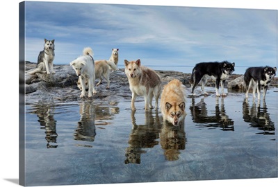 Sled Dogs, Nunavut, Canada