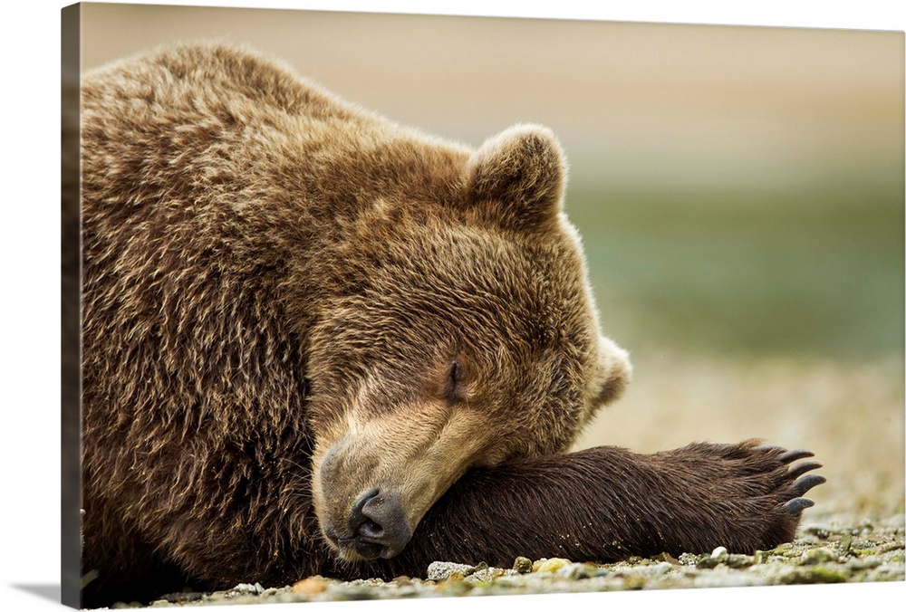 USA, Alaska, Katmai National Park, Coastal Brown Bear (Ursus arctos) sleeping along salmon spawning stream