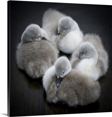 Sleeping cygnets, Drumpellier Country Park, Scotland.