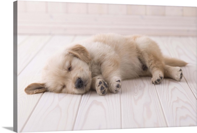 Golden Retriever Puppy in Meadow – made-to-measure canvas print – Photowall