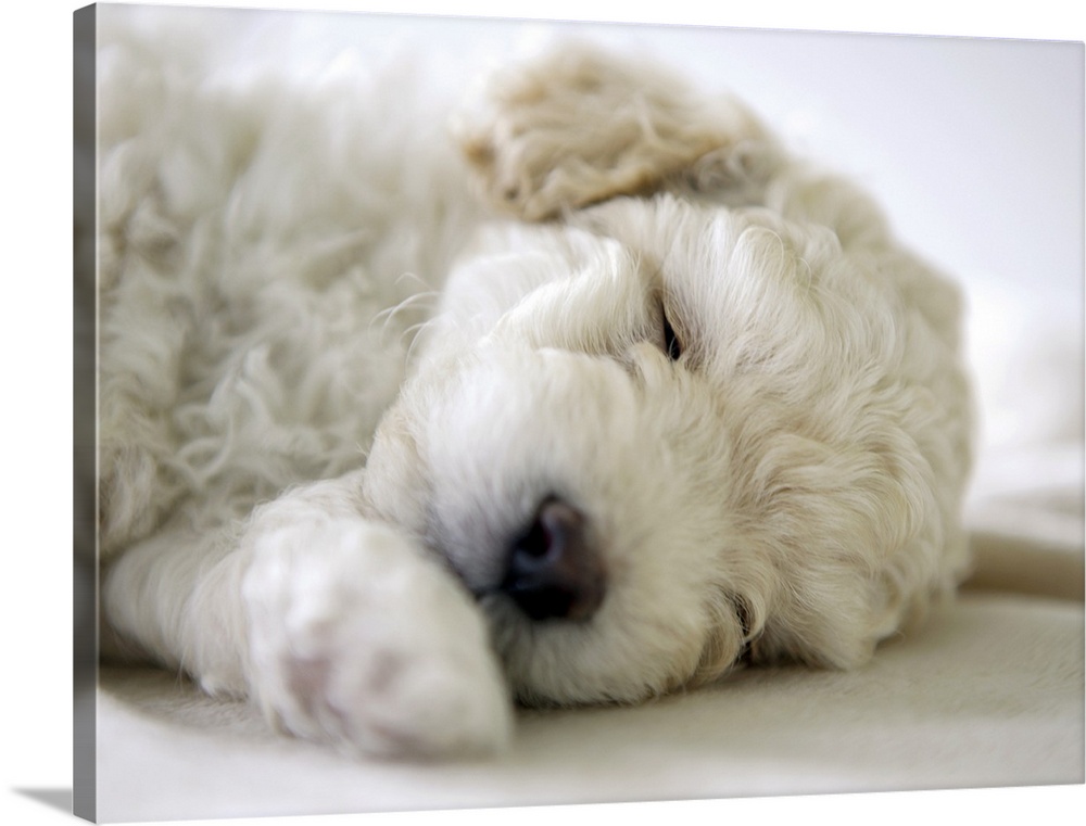 Sleeping Poodle puppy