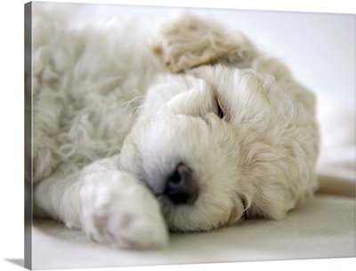 Sleeping Poodle puppy