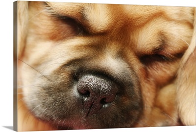 Sleeping Pugalier Puppy Close up