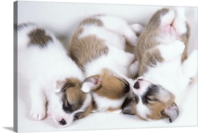 Sleeping welsh corgi puppies