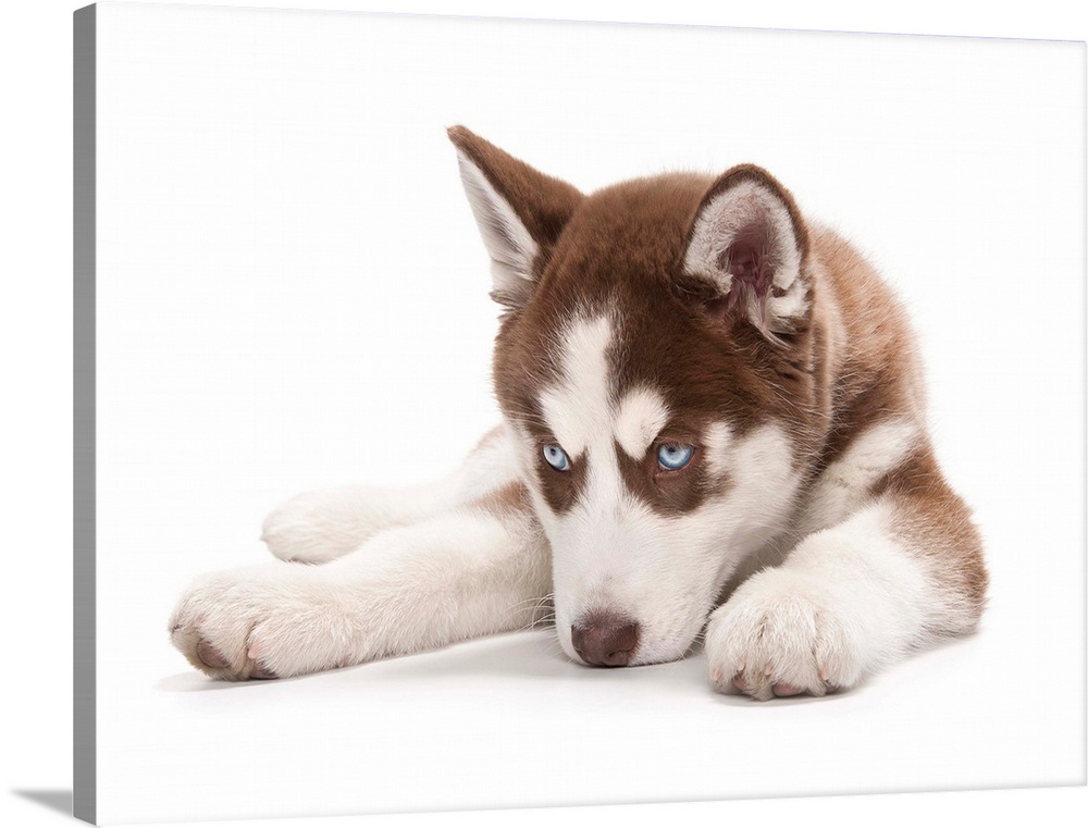 Happy Holiday Christmas cute Brown and White Siberian Husky Puppy laying down because he is a sleepy tired baby exhausted ...