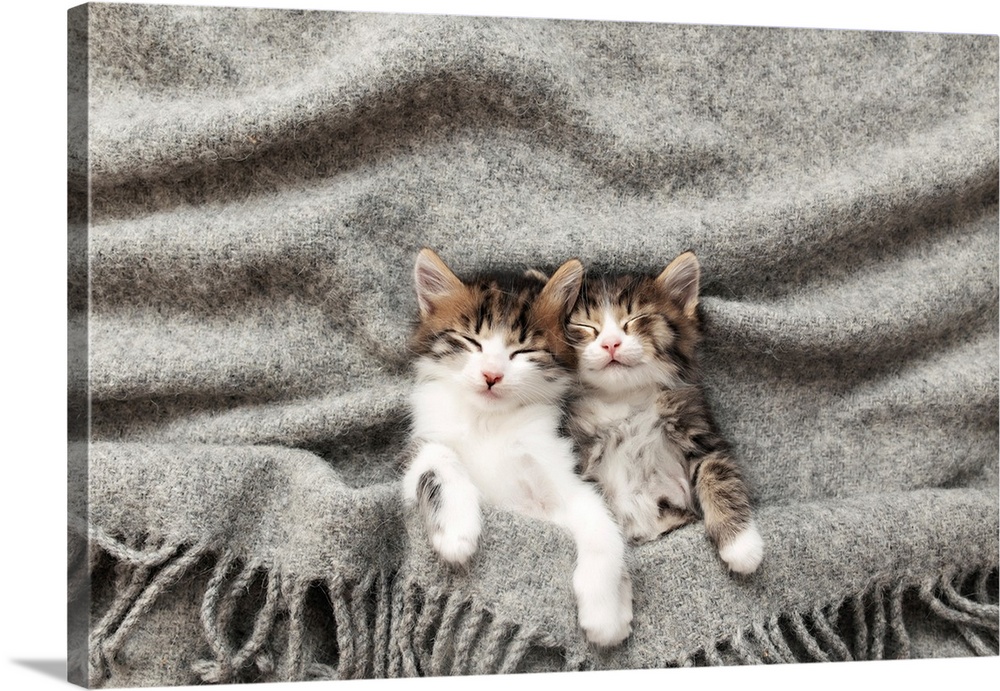 Two little adorable tricolor kittens sleep with eyes closed and lying covered with a gray fluffy blanket.