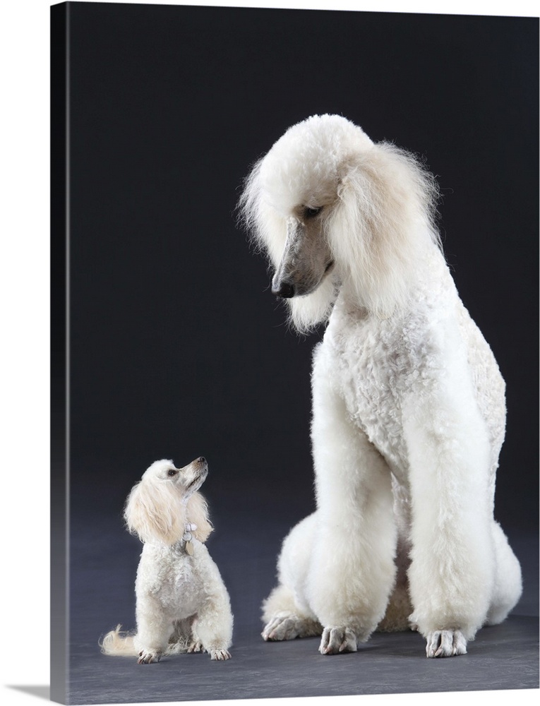 Small and large white Poodle