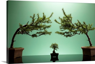 Small bonsai tree between two large bonsai trees