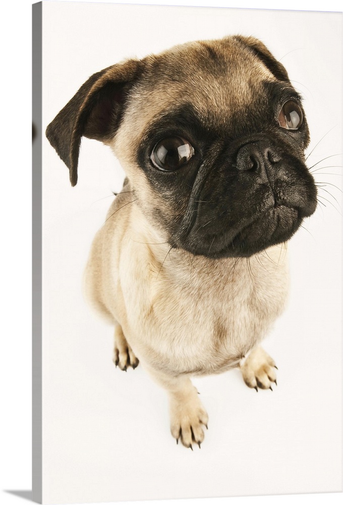 Small breed of dog with short muzzled face. Studio shot against white background.