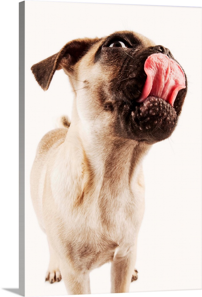 Small breed of dog with short muzzled face. Shot in studio on white background.