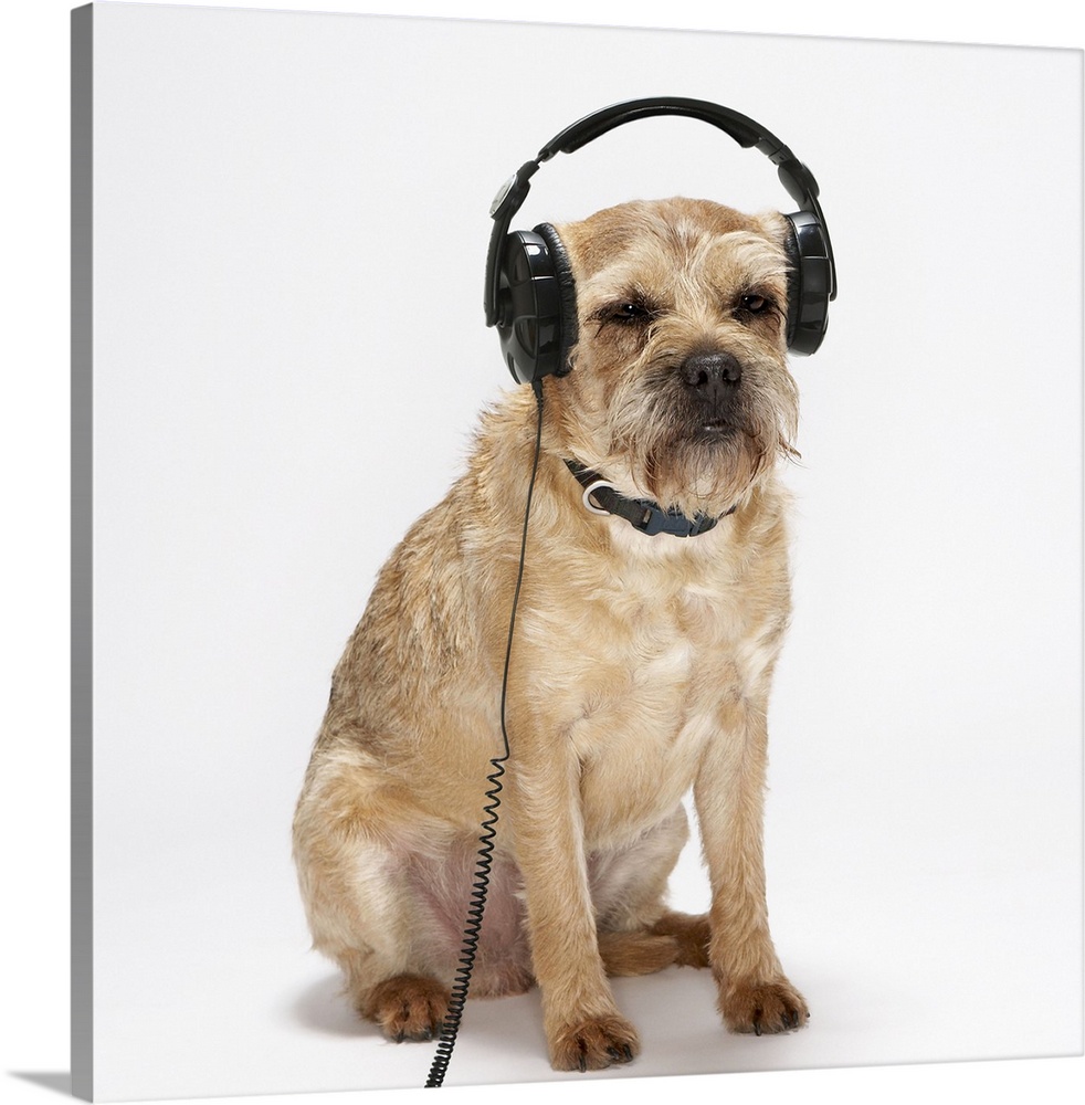 Small dog wearing headphones