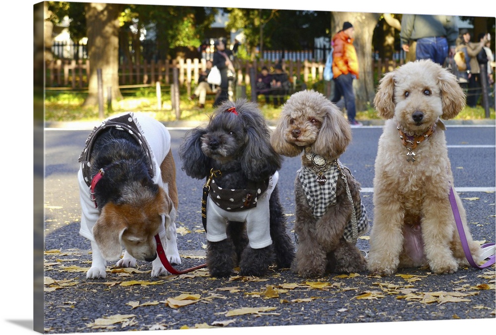 Beagle, toy poodle, fall, ginkgo four dogs.