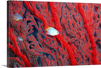Small fish swimming between red coral