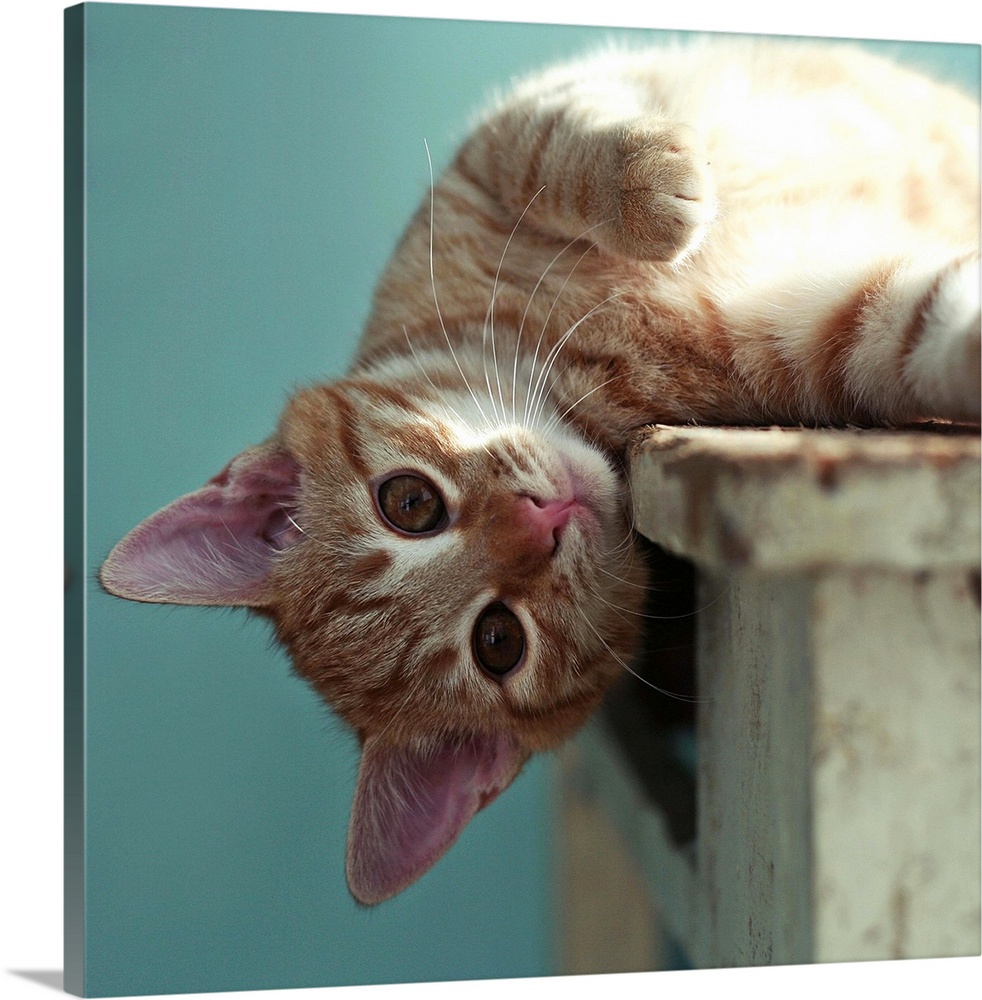 Small ginger cat lying sideways on wooden table with his head leaning over the edge looking directly at camera.