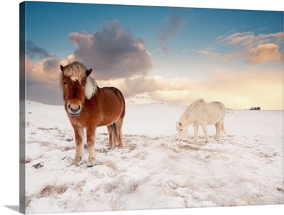 Small Icelandic horses in snow during winter.