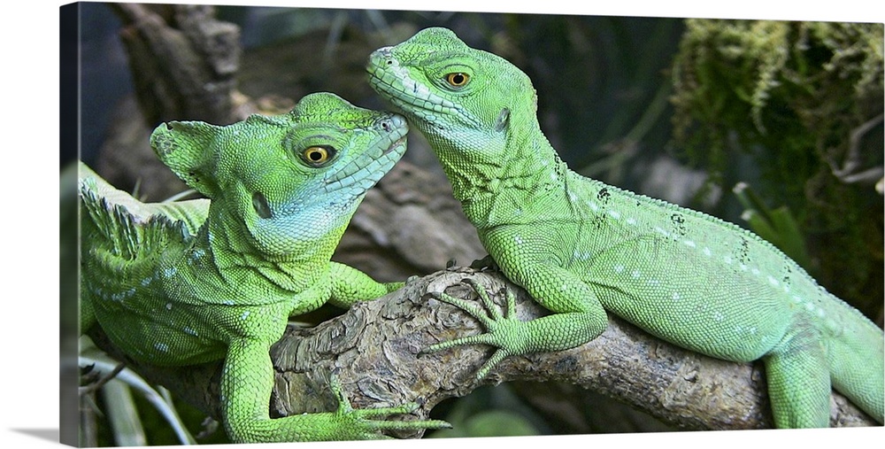 Small iguanas, Germany