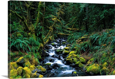 Small Stream Lined With Mossy Rocks In The Olympic National Park