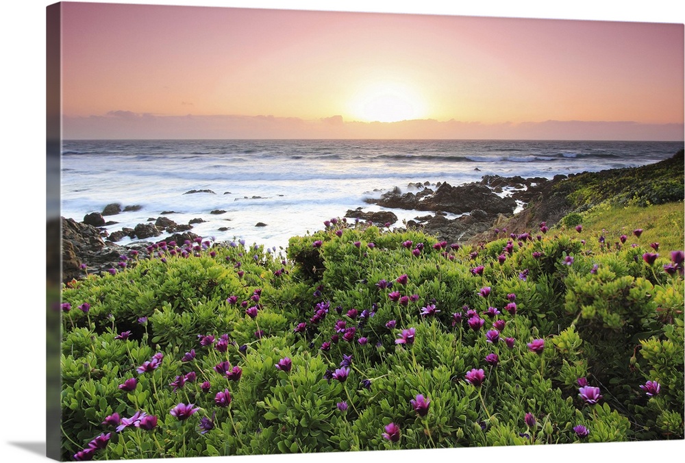 Found this little patch of flowers along the coast of Cambria during the end of the winter months, smells like spring isn'...