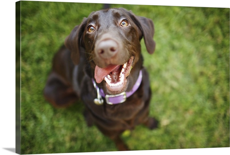 Smiling Dog Looks Up Great Big Canvas