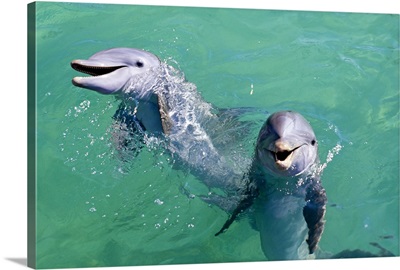 Smiling dolphins