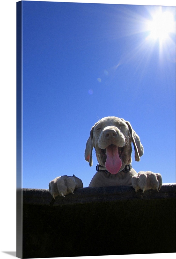 A young weim puppy dog standing behind a fence or in a wheel barrow with paws on top, huge smile with tongue out and eyes ...