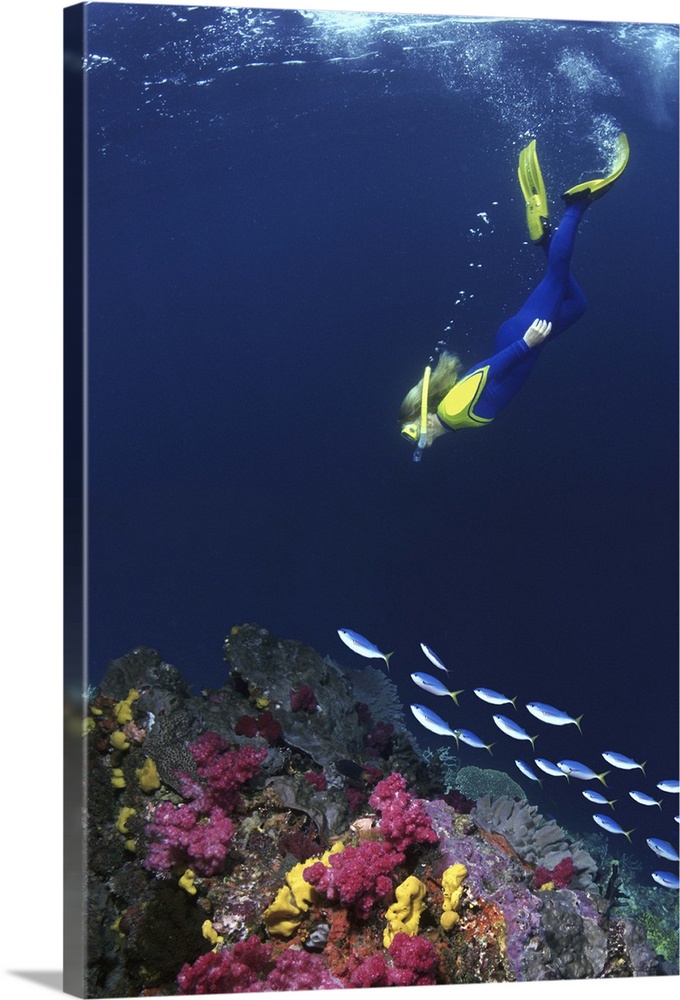 SNORKERLER & COLORFUL REEF WITH FUSILIERS