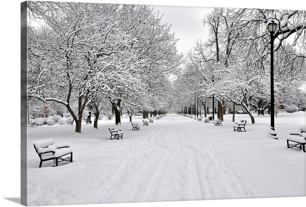 A horizontal black and white photo on canvas of a snowy park with benches and snow covered trees lining both sides of a path.