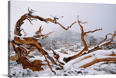 Snow Covered Bristlecone Pine on Mount Goliath