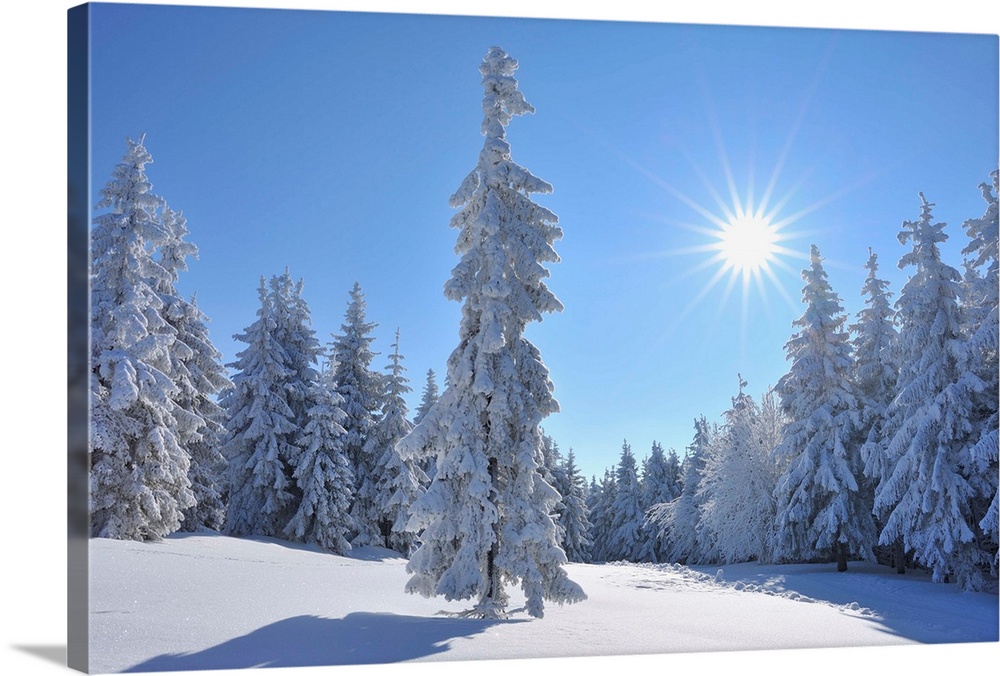 Snow covered Conifer Trees with Sun, Winter, Grosser Beerberg, Suhl, Thuringia, Germany