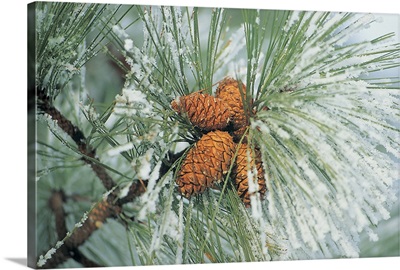 Snow covered pine cones on branch